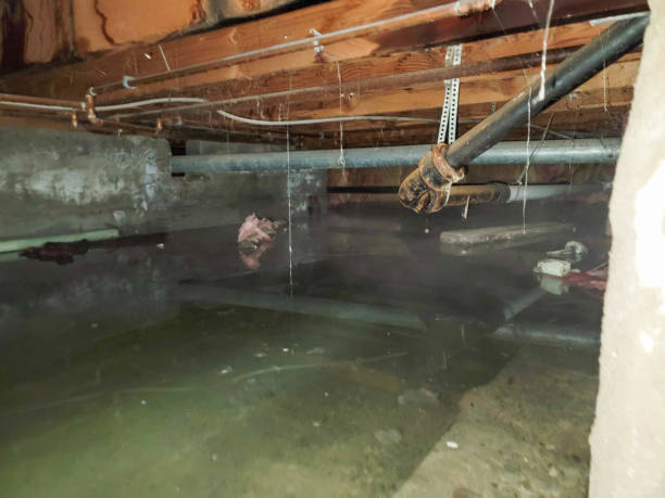 Best Water damage contractors near me  in Paulina, LA